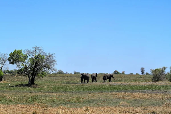 Elefanten Okavango Delta Botswana — Foto Stock