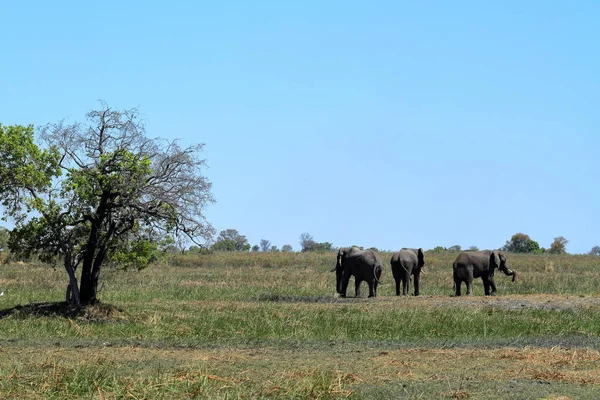 Botswana Elefanten Okavango Delta — Stok fotoğraf