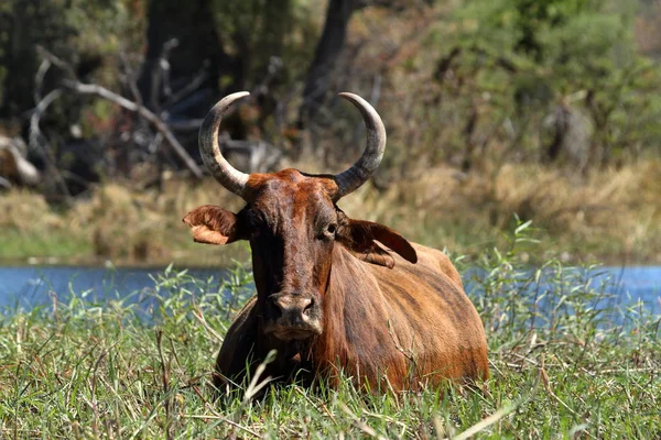 Stier Auf Der Weide — Fotografia de Stock