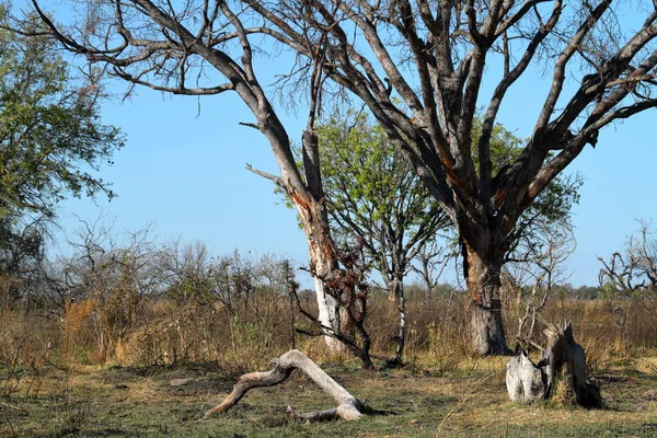 博茨瓦纳的Landschaft Okavango Delta — 图库照片