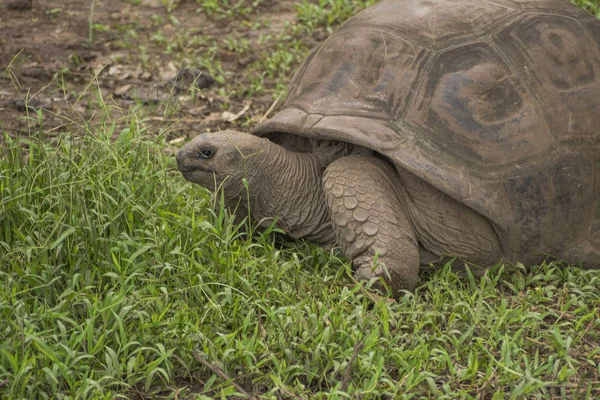 Tartaruga Gigante Comendo Grama — Fotografia de Stock