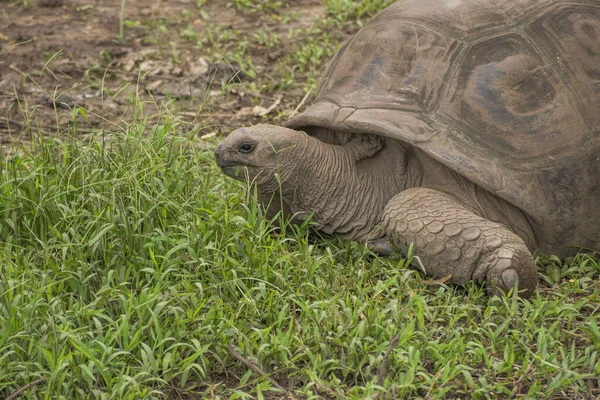 Sköldpadda Gräset — Stockfoto