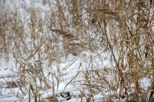 Hierba Seca Cubierta Nieve Como Fondo Natural Invierno Letonia Hierba —  Fotos de Stock