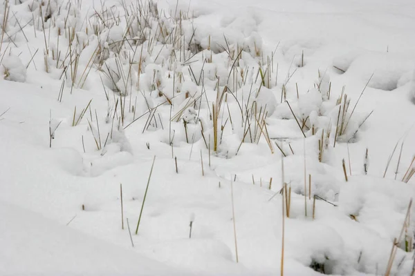 Ξηρό Γρασίδι Που Καλύπτεται Χιόνι Φόντο Της Φύσης Χειμώνας Στη — Φωτογραφία Αρχείου