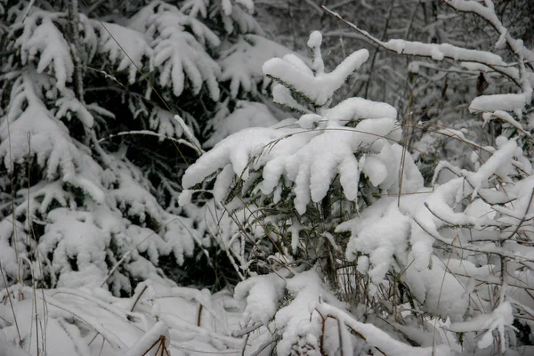 雪に覆われたトウヒの枝 木々が雪で覆われた寒い冬の日に森の美しい風景 ラトビアの森の中の雪 森の冬 — ストック写真