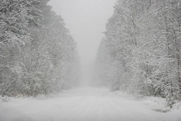 Hermoso Paisaje Del Bosque Frío Día Invierno Con Árboles Cubiertos — Foto de Stock