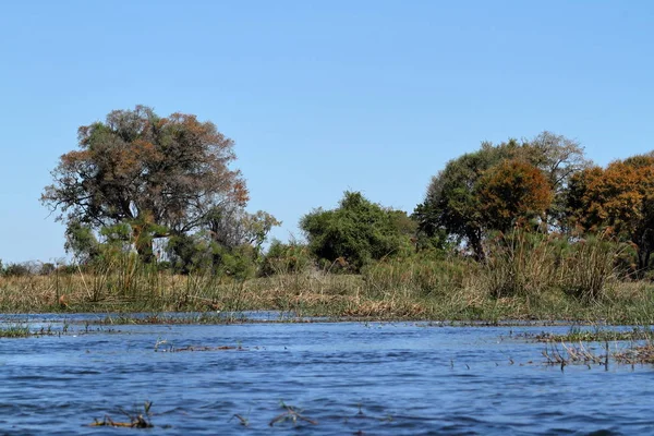 Landschaft Okavango Delta Botswana — Foto Stock