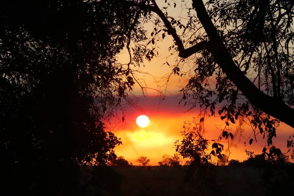 Apus Soare Pădure — Fotografie, imagine de stoc