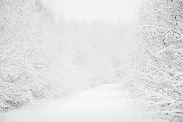 Soğuk Bir Kış Gününde Ağaçların Karla Kaplı Olduğu Güzel Bir — Stok fotoğraf
