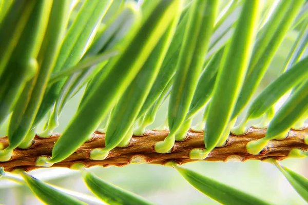 Makro Gran Branchtannennadel — Stockfoto