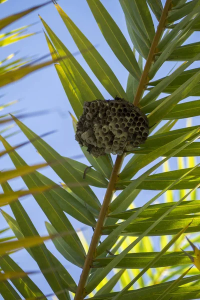 Mauricio Bahía Las Tortugas Palmeras Balaclava — Foto de Stock