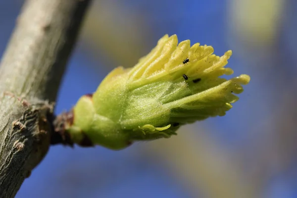 Blätter Sprießen Frühling Bayerischen Maisach Einem Baum — Stockfoto