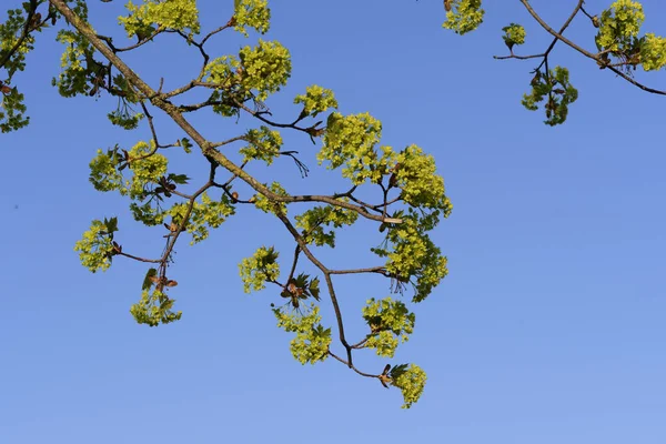 Φύλλα Φυτρώνουν Ένα Δέντρο Την Άνοιξη Στο Maisach Βαυαρία — Φωτογραφία Αρχείου
