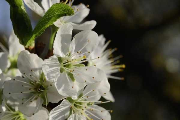 Třešňové Květy Strom Květinami Jaře — Stock fotografie