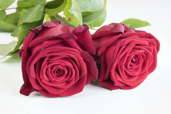 Two Red Roses White Background — Stock Photo, Image
