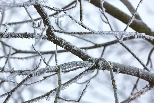 Branches Congelées Glacées Arbre — Photo