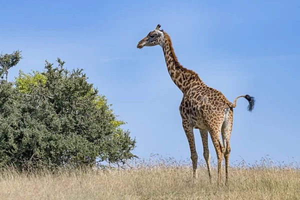 Zsiráf Giraffa Camelopardalis Áll Szavannában Egy Bokor Előtt Oldalnézetet Mutat — Stock Fotó