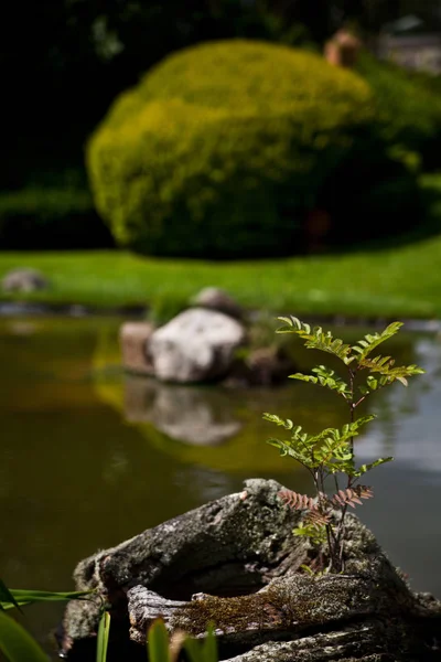 Small Pond Park — Stock Photo, Image