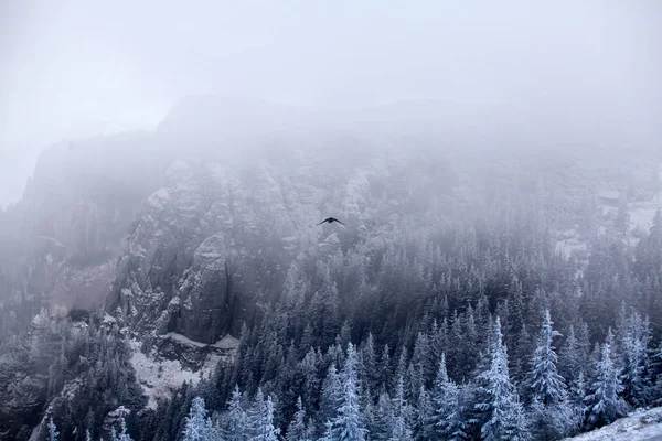 Árboles Abeto Nevado Niebla Las Montañas Fondo Mágico Vacaciones —  Fotos de Stock