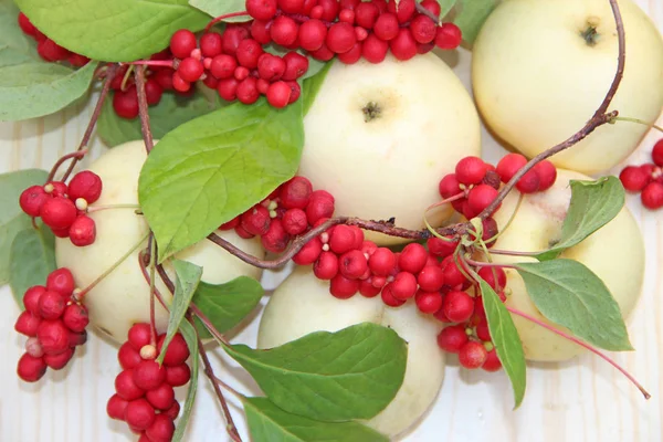 Schisandra Och Vita Äpplen Stilleben Med Kluster Mogna Schizandra Och — Stockfoto
