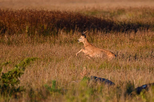 Roebuck Rijdt Morgens Een Weiland — Stockfoto