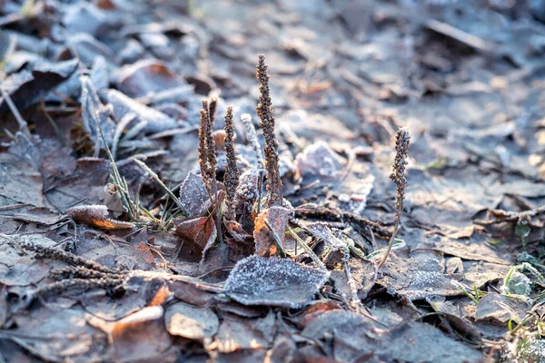 Closeup Nature Detail Small Frosted Icy Plants Dry Dead Frozen — Stock Photo, Image