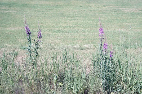 Idyllische Bloeien Paars Wildflowers Met Zon Rurale Landschap Met Landbouw — Stockfoto