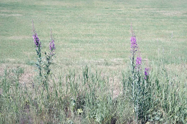 Flor Idílica Roxo Flores Silvestres Com Luz Sol Paisagem Rural — Fotografia de Stock