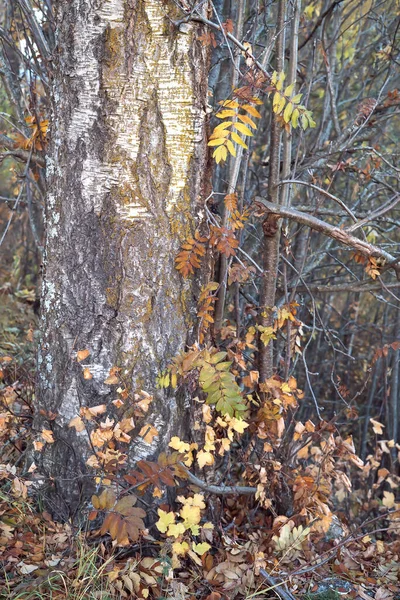 Fuerte Tallo Árbol Con Muchas Hojas Decorativas Secas Caídas Alrededor —  Fotos de Stock