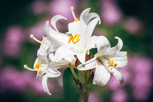White Lily Green Purple Flower Background — Stock Photo, Image