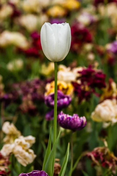 Hermosos Tulipanes Coloridos Parque Verde Primavera — Foto de Stock