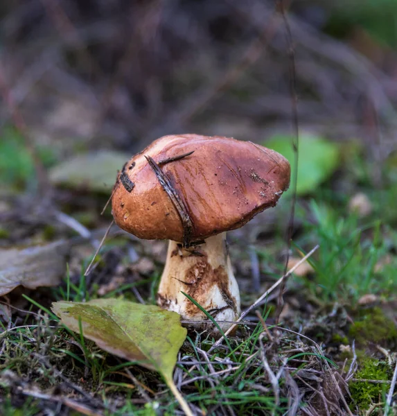 Cogumelo Comestível Suillus Close — Fotografia de Stock