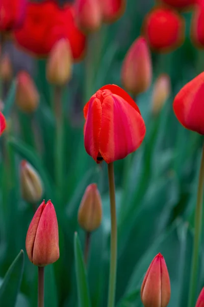Red Blooming Tulips Green Leaves Close — Stock Photo, Image