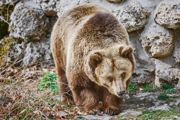 Brown Bear Ursus Arctos Біля Кам Яної Стіни — стокове фото