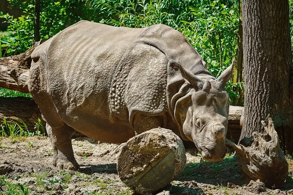 Ρινόκερος Diceros Bicornis Rhinoceros Οικογένεια Είναι Μερικά Από Μεγαλύτερα Εναπομείναντα — Φωτογραφία Αρχείου