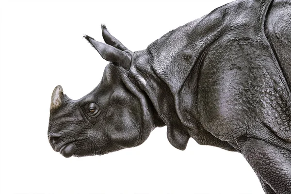 Портрет Чорного Носорога Diceros Bicornis — стокове фото