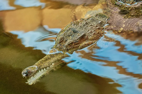 Portrait Gavial Fish Eating Crocodile Gavialis Gangeticus — Stock Photo, Image