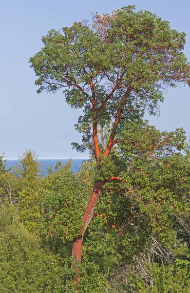 Тихоокеанское Медвежье Дерево Растет Над Лесом Олимпийском Полуострове Вашингтоне — стоковое фото