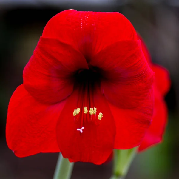 Amaryllis Red Close Studio Shot — Stock Photo, Image