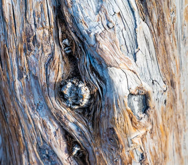 Textura Madera Primer Plano Tronco Árbol Madera — Foto de Stock