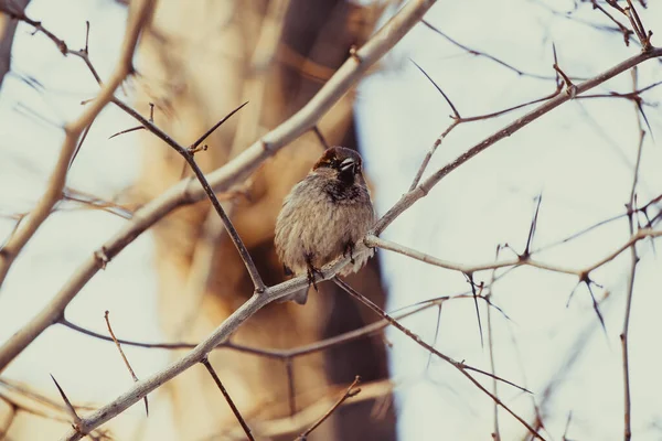 Γραφική Θέα Του Χαριτωμένο Πουλί Σπουργίτι — Φωτογραφία Αρχείου