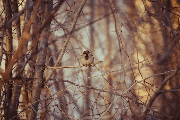 Мальовничий Вид Милого Птаха Горобця — стокове фото