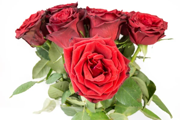 Mucchio Bellissime Rose Rosse Scure Isolate Sfondo Bianco — Foto Stock