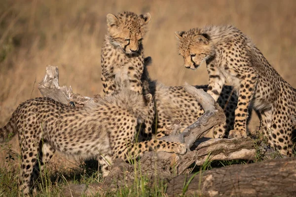 Dört Çita Yavrularını Ölü Oturum Açma Oynamak — Stok fotoğraf