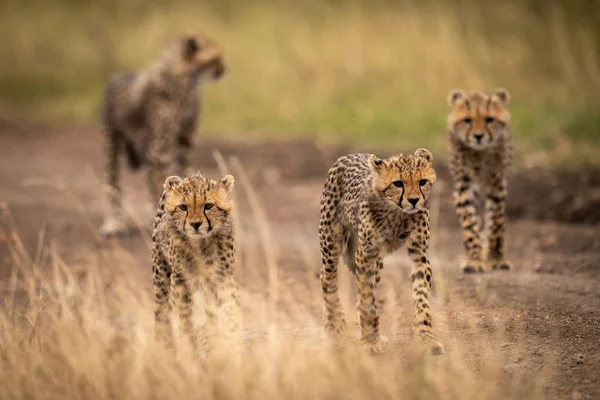 Vier Cheetah Welpen Lopend Onderaan Vuil Bijhouden — Stockfoto