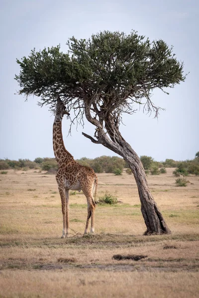 Girafe Mâcher Les Feuilles Arbre Sur Savane — Photo