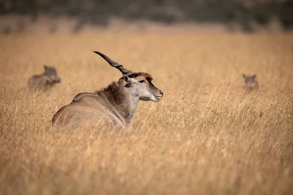 Eland Encontra Grama Longa Perto Warthog — Fotografia de Stock