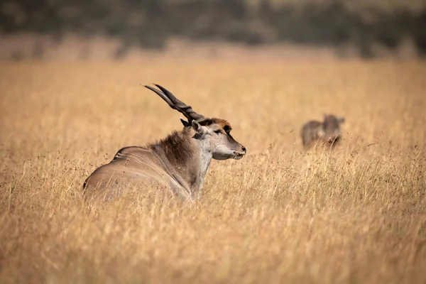 Eland Deitado Grama Longa Perto Warthog — Fotografia de Stock