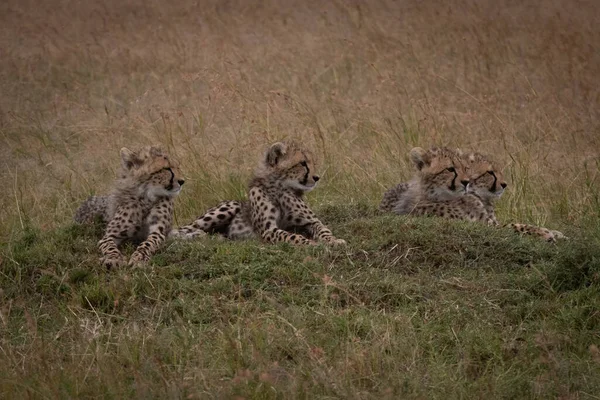 Çimenli Tümsek Yalan Dört Çita Yavrularını — Stok fotoğraf