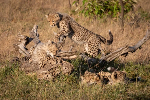 四只猎豹幼崽在死木周围玩耍 — 图库照片